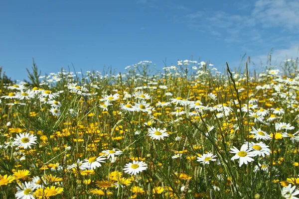 Field with yellow and white daisy flowers in Denmark
