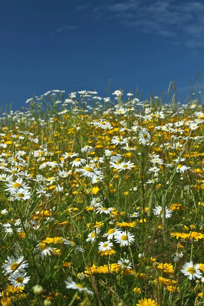 Campo Con Flores Margarita Amarilla Blanca Dinamarca — Foto de Stock