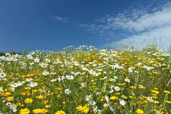 Campo Con Fiori Margherita Gialli Bianchi Danimarca — Foto Stock