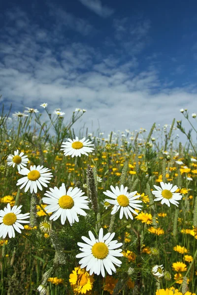 Campo Con Flores Margarita Amarilla Blanca Dinamarca — Foto de Stock