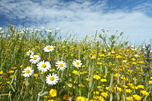 Field with yellow and white daisy flowers in Denmark