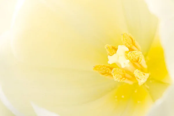 Macro Image Tulipes Blanches Sur Fond Blanc — Photo