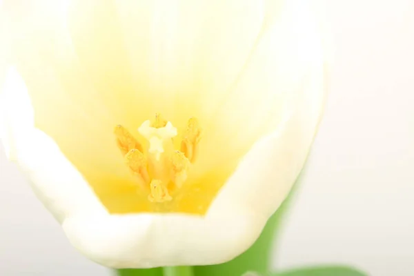 Macro Foto Van Witte Tulpen Witte Achtergrond — Stockfoto