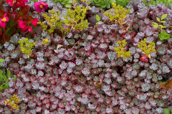 Vista Giardino Con Varie Piante Fiori — Foto Stock