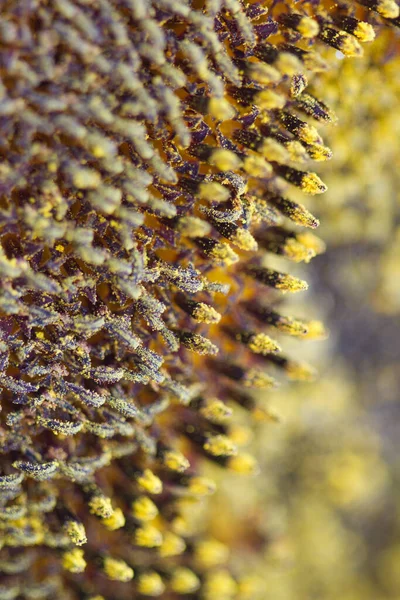 Makrobild Und Detail Einer Sonnenblume Dänemark — Stockfoto