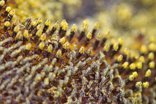 Makrobild Und Detail Einer Sonnenblume Dänemark — Stockfoto