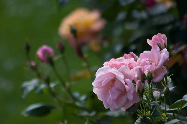 Nature Flower Denmark Scandinavia Spring — Stock Photo, Image