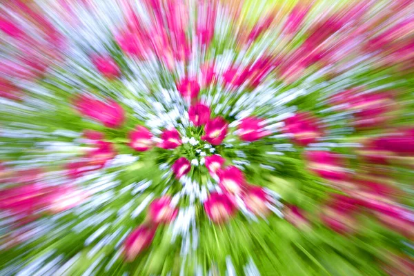 Tulipas Jardim Dinamarca Primavera Imagem Tirada Durante Zoom — Fotografia de Stock