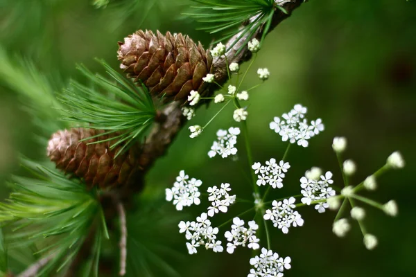 Nature Fleur Danemark Scandinavie Printemps — Photo