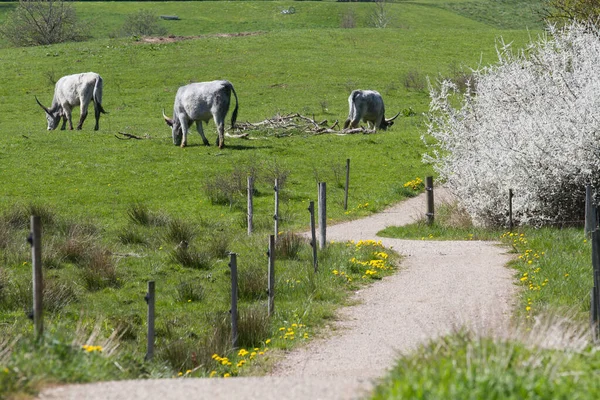 Krowy Polu Wiosną Danii Skandynawia — Zdjęcie stockowe