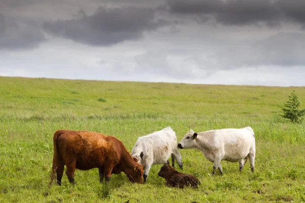 丹麦斯堪的纳维亚半岛春天的田野里的奶牛 — 图库照片
