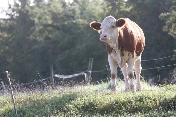 丹麦斯堪的纳维亚半岛春天的田野里的奶牛 — 图库照片