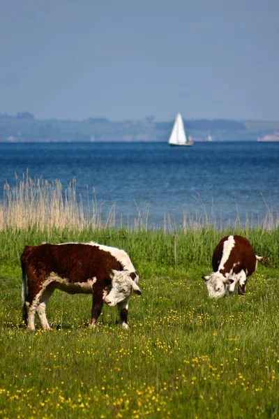 Αγελάδες Ένα Χωράφι Την Άνοιξη Στη Δανία Σκανδιναβία — Φωτογραφία Αρχείου