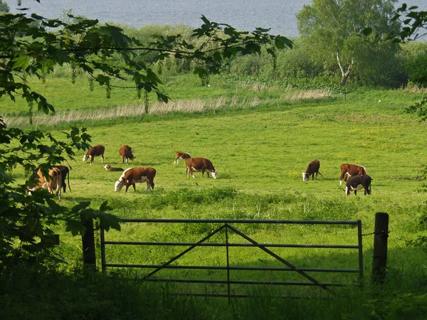 Vacas Campo Primavera Dinamarca Escandinávia — Fotografia de Stock