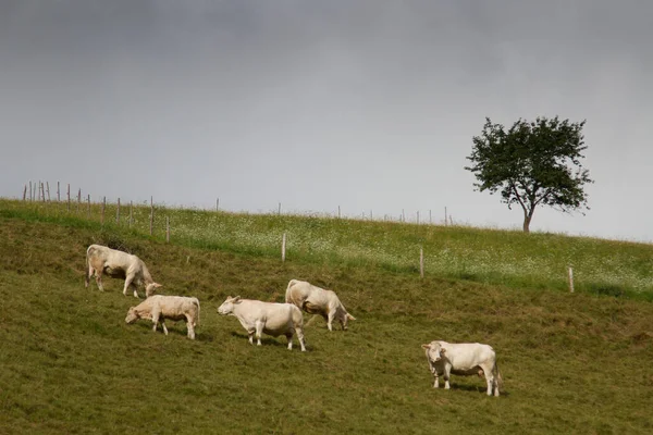 Krowy Polu Wiosną Alzacji Francja — Zdjęcie stockowe