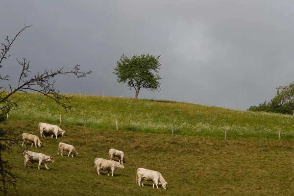 Lkbaharda Alsace Fransa Bir Tarlada Inekler — Stok fotoğraf