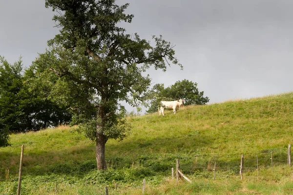 アルザスフランスの春のフィールドに牛 — ストック写真