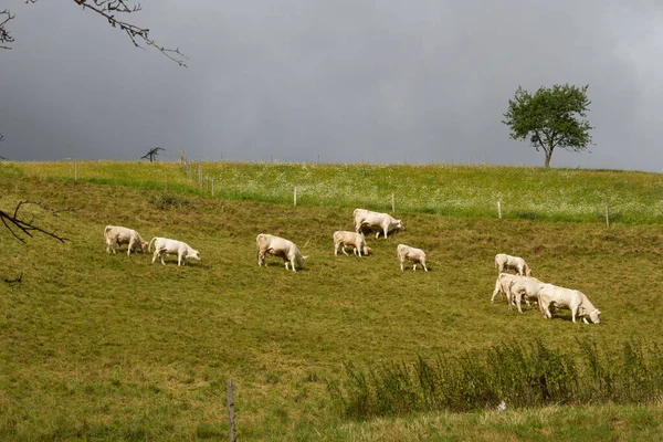 Vacas Campo Primavera Alsácia França — Fotografia de Stock