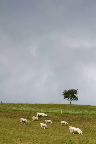 Krowy Polu Wiosną Alzacji Francja — Zdjęcie stockowe