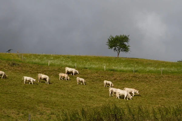 Корови Полі Навесні Ельзасі Франція — стокове фото