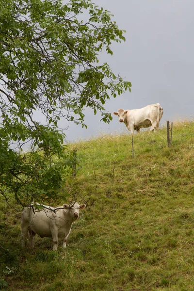 阿尔萨斯法国春天的田里奶牛 — 图库照片
