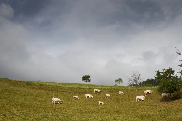 Vacas Campo Primavera Alsácia França — Fotografia de Stock