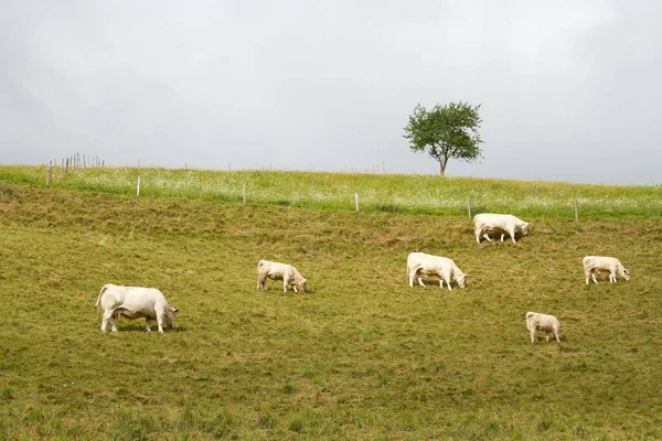 Kühe Auf Einem Feld Frühling Elsass — Stockfoto