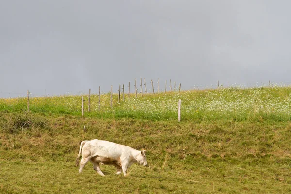 Krowy Polu Wiosną Alzacji Francja — Zdjęcie stockowe