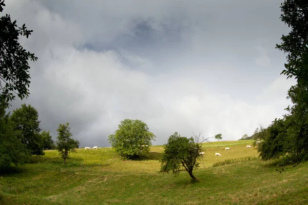 Vacas Campo Primavera Alsácia França — Fotografia de Stock