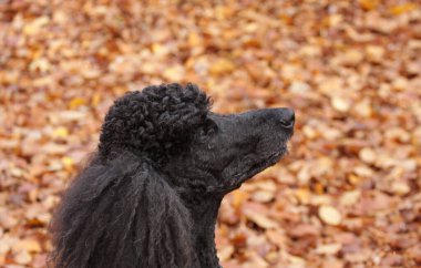 Köpek oynuyor ve eğleniyor.