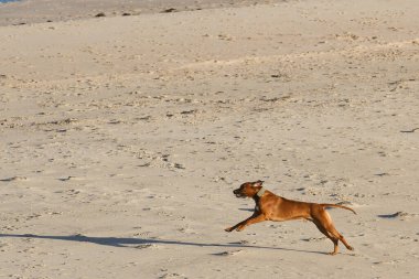 Köpek oynuyor ve eğleniyor.