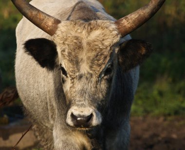 Danimarka 'da yazın sisli inekler