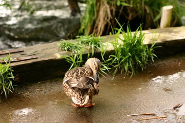 Danimarka 'da bir gölde ördek