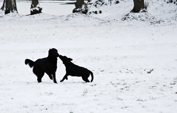 Pets Playing Snow Winter Denmark — Stock Photo, Image