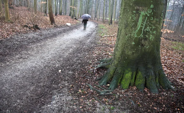 Man Walking Dog Denmark Autumn — Stock Photo, Image