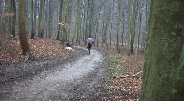 秋に犬を散歩させる男 — ストック写真