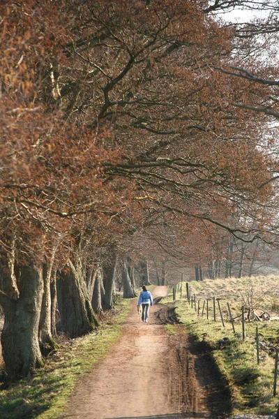 Mädchen Geht Frühjahr Mit Hund Einem Park Dänemark Spazieren — Stockfoto