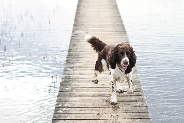 Inglês Springer Spaniel Tiro Livre Natureza — Fotografia de Stock