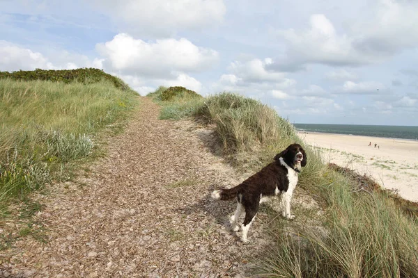 和丹麦海岸的狗在一起 — 图库照片