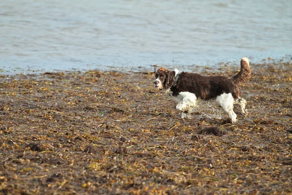 Springer Spaniel Inglese Sparato All Aperto Natura — Foto Stock