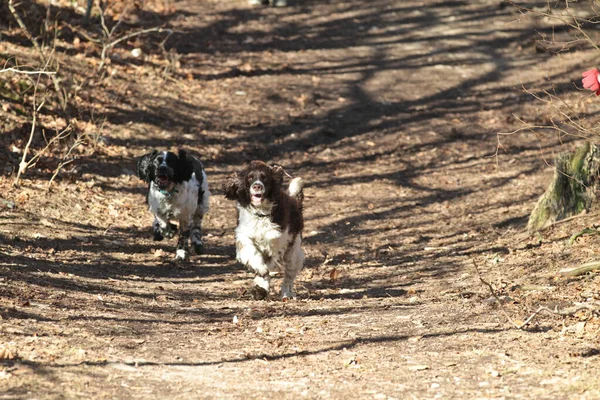 Αγγλικά Springer Spaniel Γυρίστηκε Εξωτερικό Χώρο Στη Φύση — Φωτογραφία Αρχείου