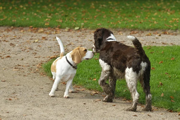 Springer Spaniel Inglese Sparato All Aperto Natura — Foto Stock