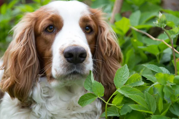 Chien Jouer Avoir Plaisir — Photo