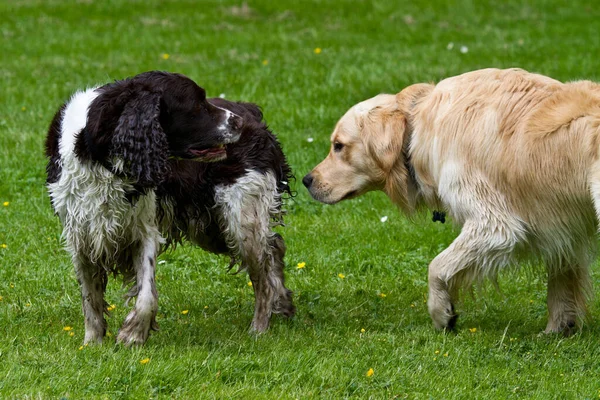 Springer Spaniel Inglese Sparato All Aperto Natura — Foto Stock