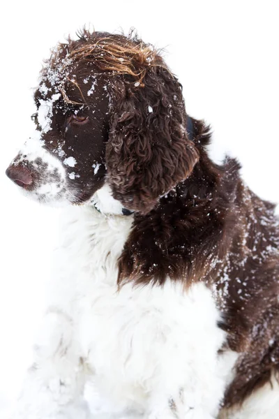 English Springer Spaniel Shot Outdoor Nature — Stock Photo, Image