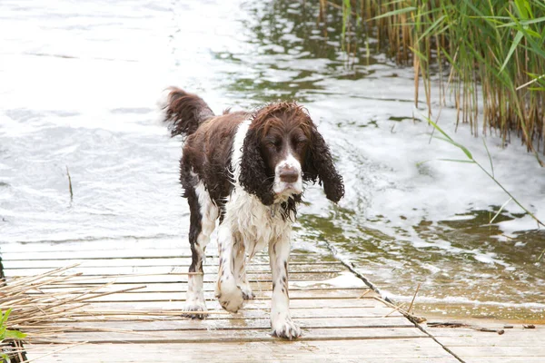 Cane Giocare Divertirsi — Foto Stock