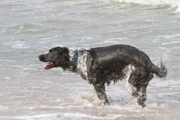 Cão Jogando Divertindo — Fotografia de Stock