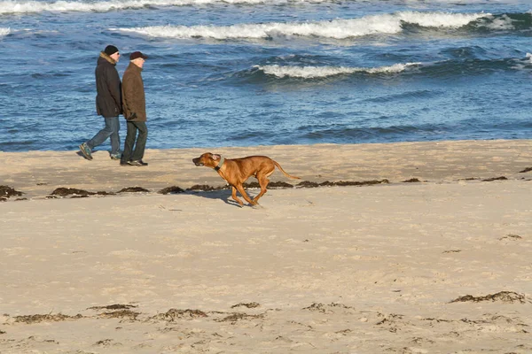 Chien Jouer Avoir Plaisir — Photo