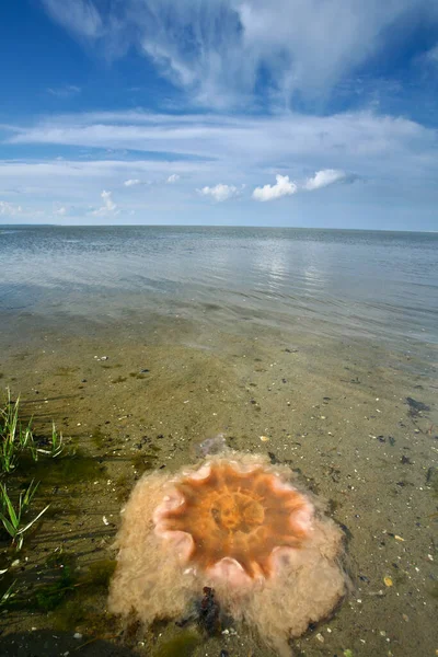 Casaco Denmark Djursland Verão — Fotografia de Stock