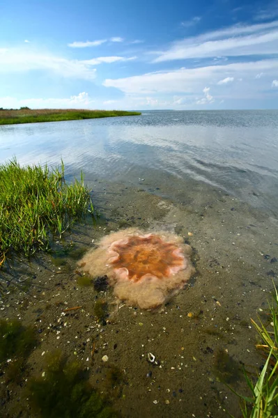 Casaco Denmark Djursland Verão — Fotografia de Stock